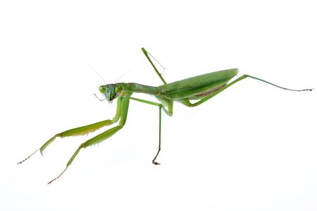 A praying mantis crawling on a white backgroundの写真素材