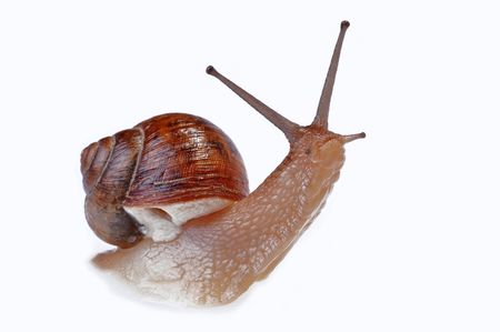 A snail crawling on a white backgroundの写真素材