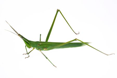 A large grasshopper crawling on a white backgroundの写真素材