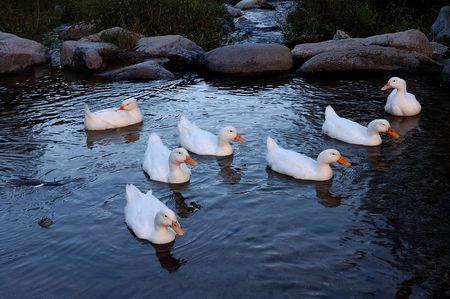  A group of ducks feeding in the blue and white brook                             の写真素材