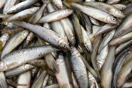  Put together a lot of fresh fish                               の写真素材