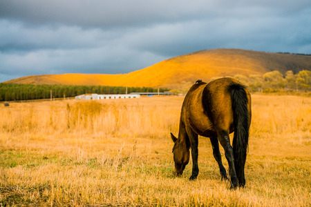 Horses grazing in autumn prairieの写真素材