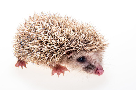 Hedgehogの写真素材