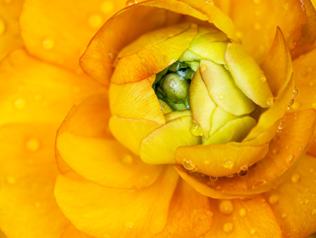 Rain Drops