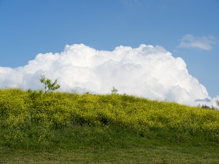 Canola Hill - clouds are rising over canola hillの写真素材
