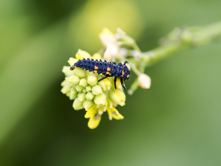 Closeup to a insectの写真素材