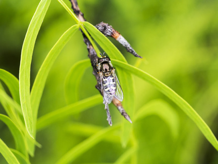 Morning Work - a fly drinking water on the leave