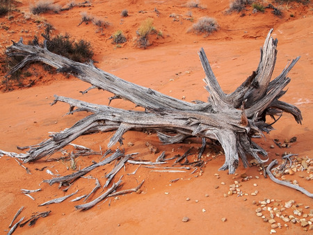 Dried Desert Tree Trunkの写真素材