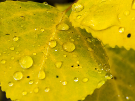 Aspen Leaf Close Up - Water Dropの写真素材