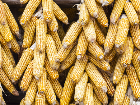 Dried Cornの写真素材
