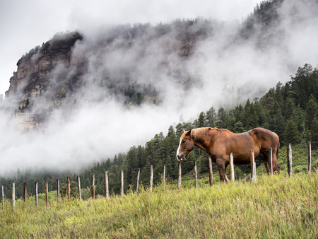 Horse, Mountain, Fogの写真素材
