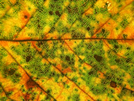 leaf structure