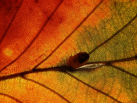 leaf structureの写真素材