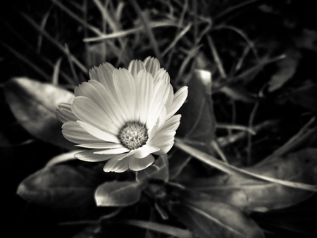 Black and white closeup of a flowerの写真素材