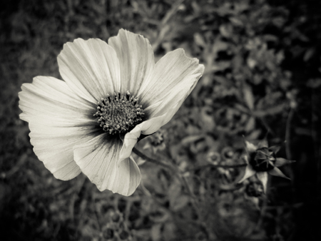 Black and white closeup of a flowerの写真素材