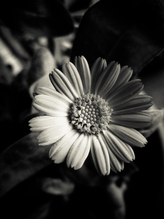Black and white closeup of a flowerの写真素材