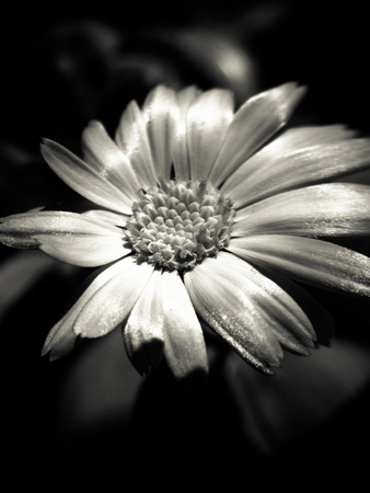 Black and white closeup of a flowerの写真素材