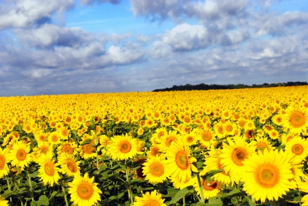 Sunflowers in a field on a Sunny Dayの写真素材