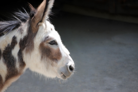 Portrait of a Donkey on his farmの写真素材