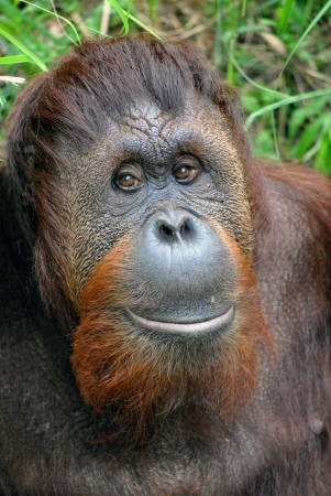 Friendly orangutan at the national zoo in dcの写真素材