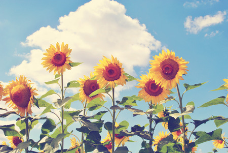 Sunflowers standing tall against a blue sky on a happy cloud dayの写真素材