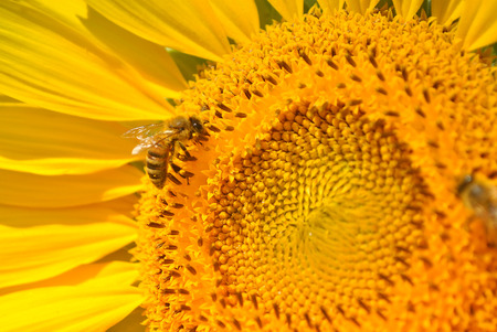 Bee gathering pollen from a sunflower