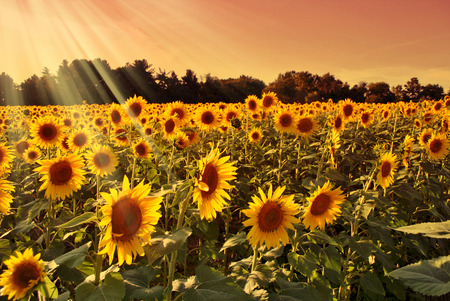Sunflowers in a field at sunsetの写真素材