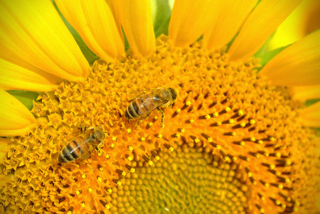 closeup of bees gathering pollen from a sunflowerの写真素材