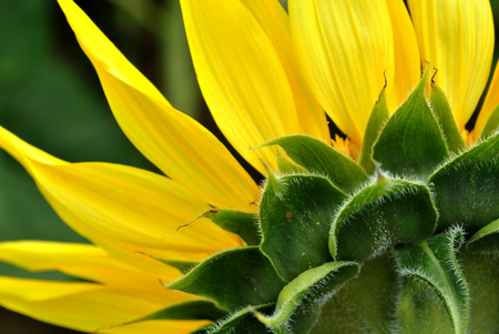Back of a Sunflower and its petalsの写真素材