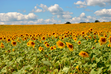 A large field of sunflowers on a sunny dayの写真素材