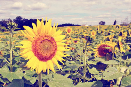Sunflowers standing tall against a blue sky with happy clouds in a sunny dayの写真素材