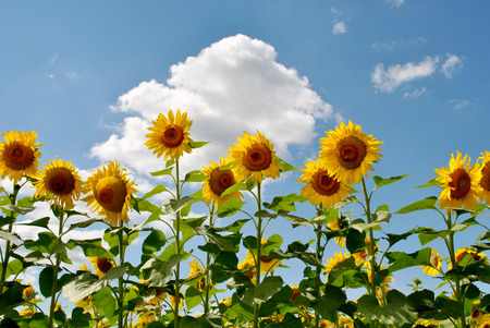 Sunflowers standing tall against a blue sky on a sunny dayの写真素材