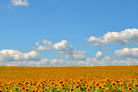 A field of many of sunflowers on a sunny dayの写真素材