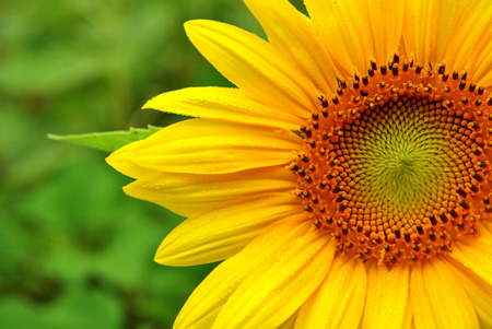 Close up of a Sunflowerの写真素材