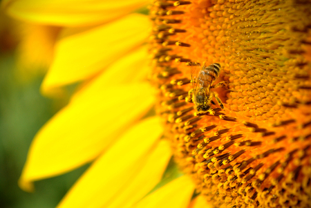Close up of a bee gathering pollen from a sunflowerの写真素材