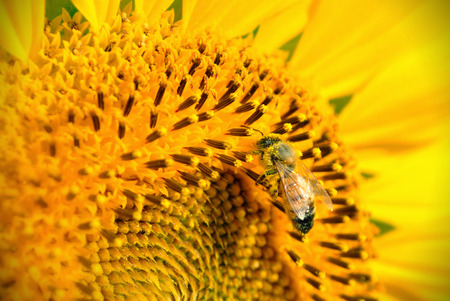 Closeup of a bee gathering pollen from a sunflowerの写真素材