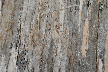Earthy, Abstract, Wood Grain Background の写真素材
