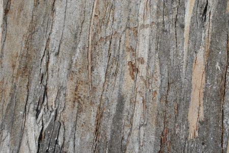 Tree Bark Close-Up of Wood Grainの写真素材