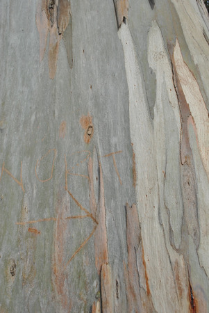 Earthy Wood-grain background textureの写真素材