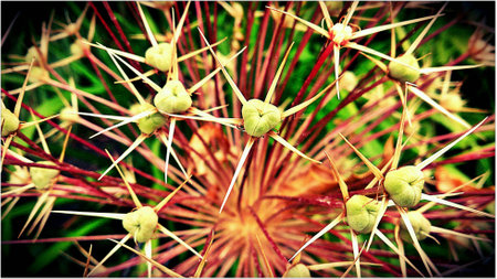 Star flowers