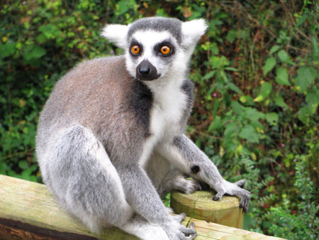 Ring-tail Lemur looking at camera