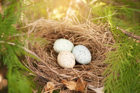 three colorful eggs in a nest on a branch springの写真素材