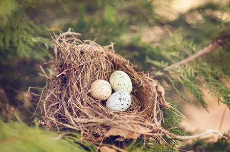 three colorful eggs in a nest on a branch springの写真素材