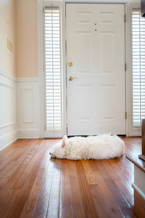 white dog lying by the front doorの写真素材