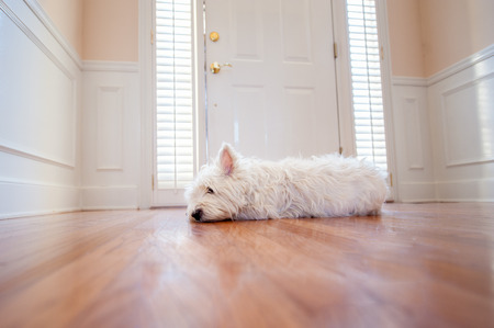 white dog lying by the front doorの写真素材