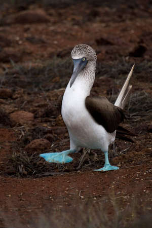 Blue Footed Booby in the Galapagos Islands, Ecuadorの写真素材