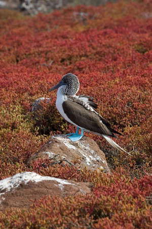 Blue Footed Booby in the Galapagos Islands, Ecuadorの写真素材