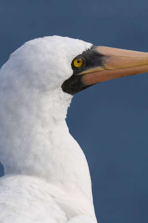 Masked Booby in the Galapagos Islands, Ecuadorの写真素材