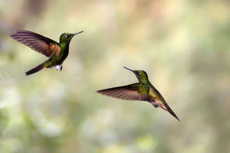 Humming Birds in rainforest in Ecuadorの写真素材