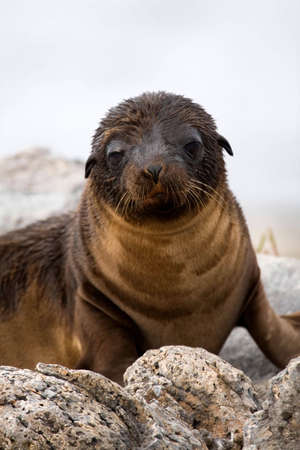 Sea lion pup on a beach in the Galapagos Islands, Ecuadorの写真素材